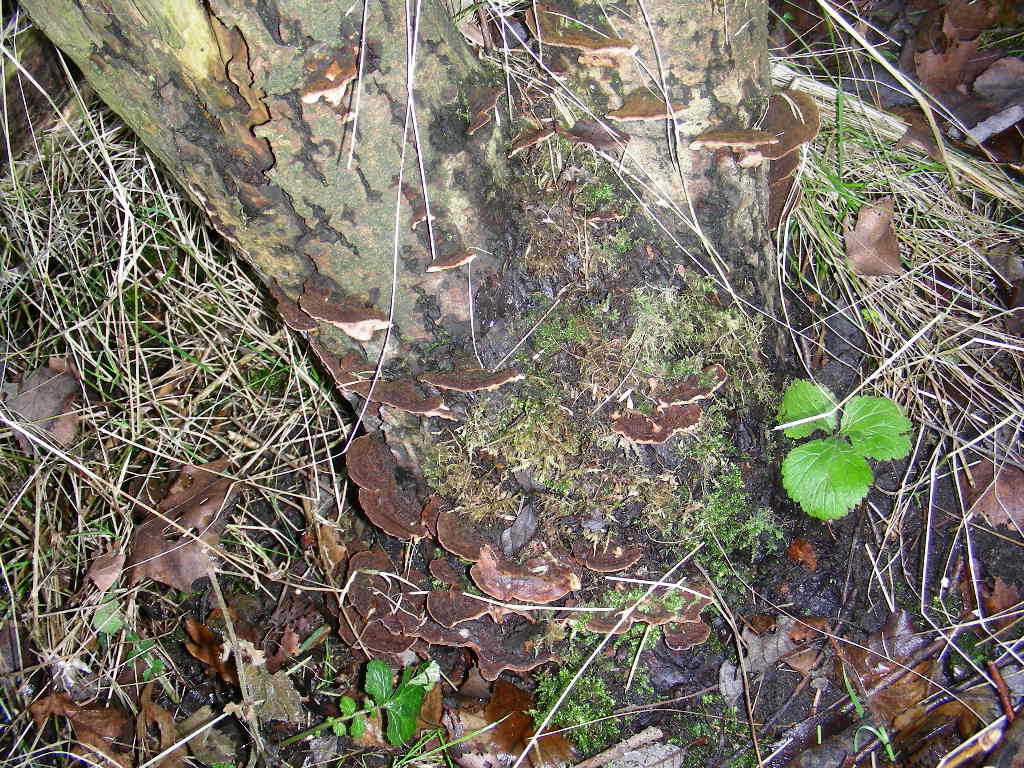 Su Salix caprea ...(Phellinus conchatus)